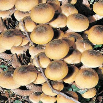 FUNGO ARMILLARIA MELLEA (CHIODINO) - 1601