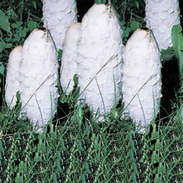 FUNGO COPRINUS COMATUS (Coprinus, Agarico chiomato) - 1603