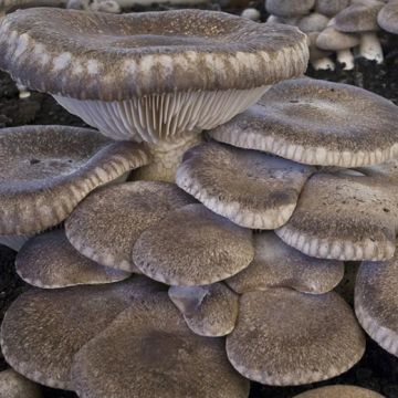 FUNGO PLEUROTUS ERYNGII (Cardoncello) - 1605