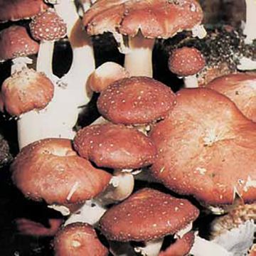 FUNGO STROPHARIA FERRII - 1606