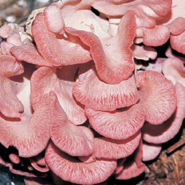 FUNGO PLEUROTUS SALMONARIUS(fungo dell'amore) - 1607