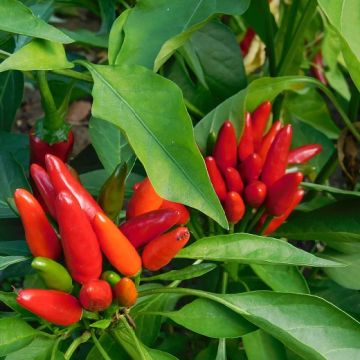 PEPERONCINO PICCANTE DIAVOLICCHIO CALABRESE NUOVA SELEZIONE - 1617