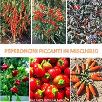 VERY HOT CHILLI PEPPERS in a mixture - 1627