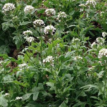 RUCOLA SELVATICA WASABI - 1629