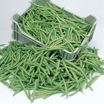 DWARF BEAN SLENDERETTE - 1163