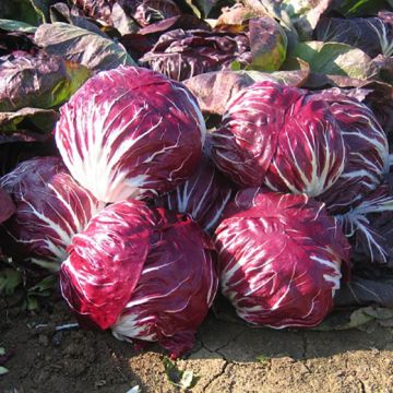 CICORIA ROSSA DI CHIOGGIA RUBRO - 1643