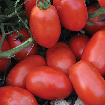POMODORO KUBI HY F1 - 1648