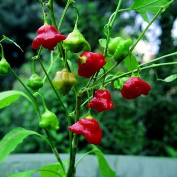 Peperoncino Bishop Crown - 1656