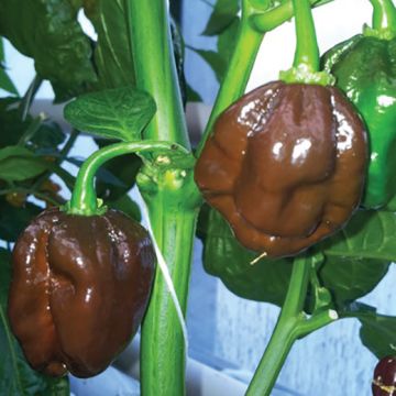 Peperoncino Habanero Chocolate - 1658