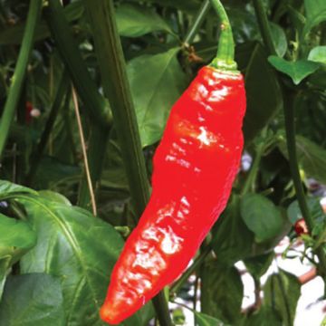 Peperoncino Naga Morich - 1659