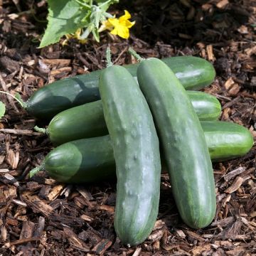 CUCUMBER HY F1 ROCKER - 1661
