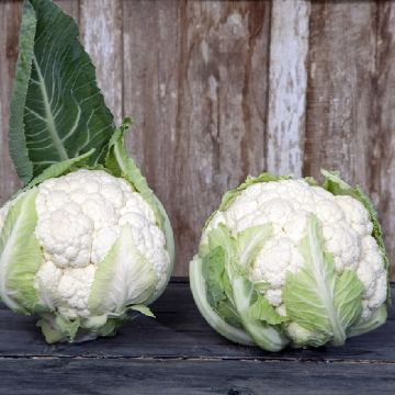 F1 "Ardent" Hybrid Cauliflower - 1665