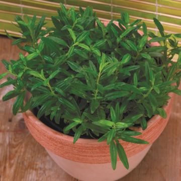 ISSOPO OFFICINALE - 1679