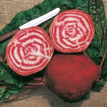 BARBABIETOLA TONDA DI CHIOGGIA - 1017