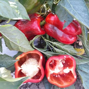 ARIOSTO F1 HYBRID PEPPER - 1769