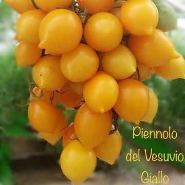 POMODORO DEL PIENNOLO GIALLO - 1771