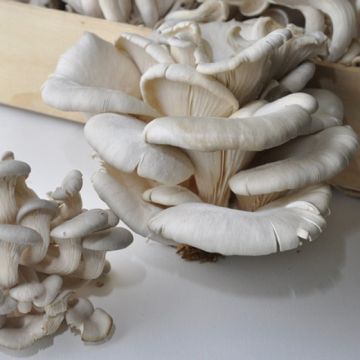 FUNGO PLEUROTUS OSTREATUS - 1178