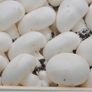 FUNGO AGARICUS BISPORUS (Champignon) - 1179