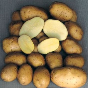 PATATA PRIMURA - 1803