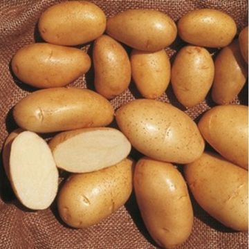 PATATA SPUNTA - 1805
