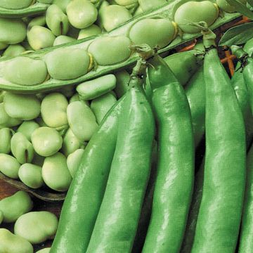 FAVA AGUADULCE SUPERSIMONIA - 1182