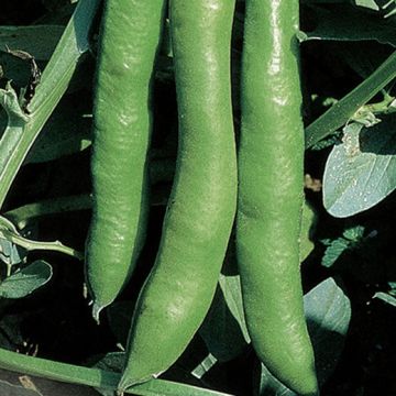 FAVA SUPERAGUADULCE SELEZIONE GIGANTE D'INGEGNOLI - 1189