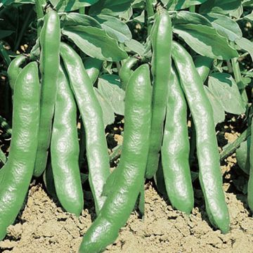 FAVA EXTRA PRECOCE A GRANO VIOLETTO - 1190