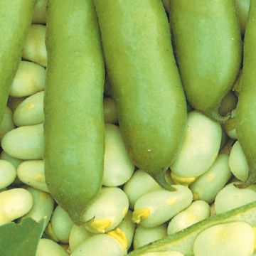 FAVA EXTRA PRECOCE A GRANO BIANCO - 1191