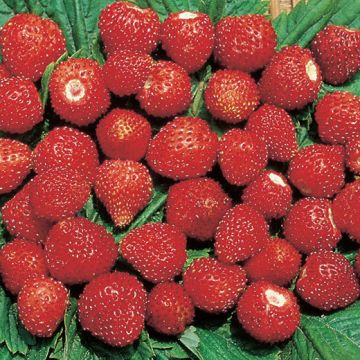 FRAGOLA D'OGNI MESE A FRUTTO PROFUMATISSIMO SEMI - 1197