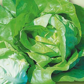BELLINO LETTUCE IN UNISEM PILLS (one seed per pill) - 10023