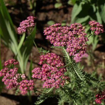 ACHILLEA MILLEFOLIUM ROSA CARMINIO - 2001