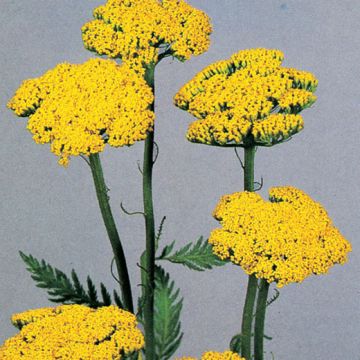 ACHILLEA FILIPENDULINA GIALLA - 2005