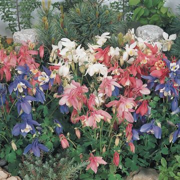 AQUILEGIA HYBRID Crown Spring Magic - 2009