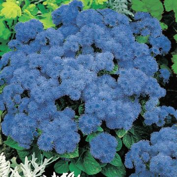 AGERATO NANO BLU - 2010