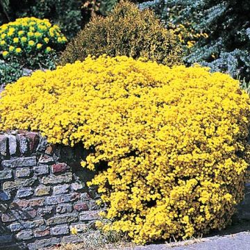 ALISSO SAXATILE GIALLO CRESTA D'ORO - 2019