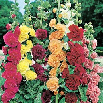 ALCEA SUMMER CARNIVAL IN MISCUGLIO - 2024