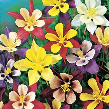 AQUILEGIA MC.KANA IN MISCUGLIO - 2026