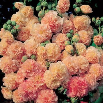 ALCEA Peaches n dreams - 2033