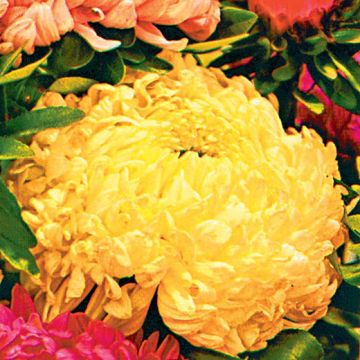 ASTRO A FIORE DI PEONIA SELEZIONI D'INGEGNOLI IN MISCUGLIO - 2055