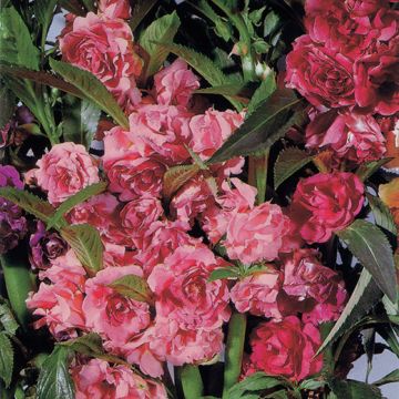 BEGLIUOMINI A FIORE DI CAMELIA IN MISCUGLIO (detta anche Balsamina) - 2060