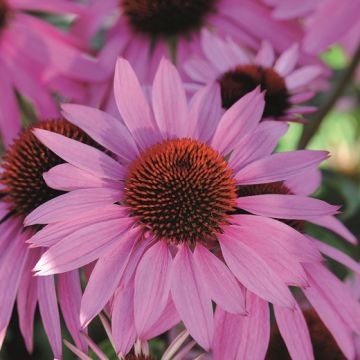 ECHINACEA PURPUREA PINK PARASOL - 2063