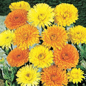 CALENDULA NANA IN MISCUGLIO - 2086