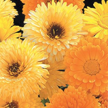 CALENDULA ALTA IN MISCUGLIO - 2088