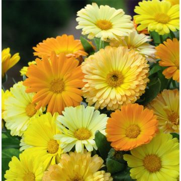 CALENDULA NANA FRUIT TWIST - 2089