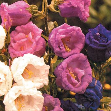 CAMPANULA DOPPIA IN MISCUGLIO - 2096