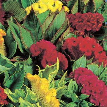 CELOSIA CRISTATA ALTA IN MISCUGLIO - 2106