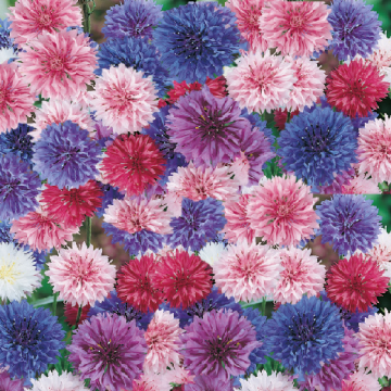 CENTAUREA DOPPIA IN MISCUGLIO - 2107