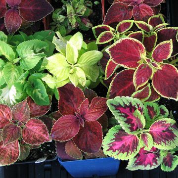 COLEUS NANO IN MISCUGLIO - 2132