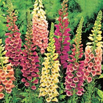 DIGITALIS PURPUREA HY IN MIXTURE - 2159