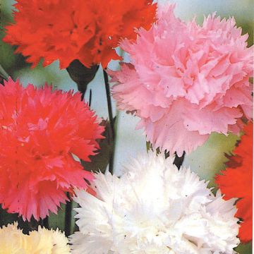 CHABAUD DOUBLE MIXED CARNATION - 2186